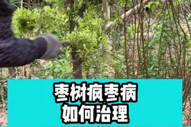 枣树疯枣病如何治理#枣树管理 #果树管理 #枣树苗 #农业种植 @抖音短视频
