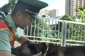 武警战士光荣退伍，军犬一路狂追，死死咬住兵哥哥的背包。视频封面