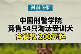 中国刑警学院竞售54只淘汰受训犬：含德牧 200元起视频封面