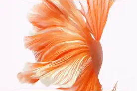 钉 钉钉班级群如何添加学生视频封面