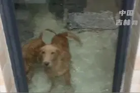#广东  #中山  主人将狗狗关在阳台，金毛偷偷打开水龙头阳台成泳池！它很开心！