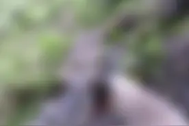 好消息！#丽江 玉龙雪山省级自然保护区首次拍摄到国家二级保护动物白马鸡丽江亚种 #野生动物零距离 @抖音短视频视频封面