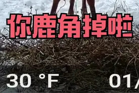 小鹿一低头，皇冠就掉啦。通常只有公鹿长有鹿角，驯鹿是唯一公鹿和母鹿都长角的鹿，但母鹿的角要小得多。@抖音青少年 #上西瓜看知识 @西瓜视频 #萌知计划视频封面