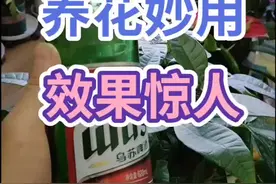 啤酒按照1比10的比例稀释后喷洒叶面，可以补充多种营养元素，#花卉绿植 @DOU+小助手视频封面