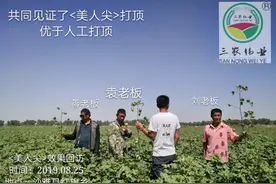 美人尖，不烧尖不返青，省工又省时，一次封顶，打顶不是大问题视频封面