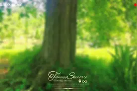 巫溪县兰英乡西安村的大梨树，至少有500年以上的树龄了视频封面