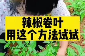 辣椒卷叶用这方法试试，效果不错#辣椒种植 #好物推荐🔥 #2022新农人计划 #三农视频封面