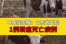 #山东14岁学生感染炭疽死亡，家中曾屠宰病牛视频封面