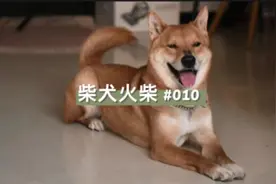 第十集，柴犬上学一段时间，见到主人竟然是这个样子。#柴犬视频封面