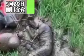 男子骑电车掉进稻田地，弄满身泥。第一眼以为是奥特曼😂#男子 #安全出行视频封面