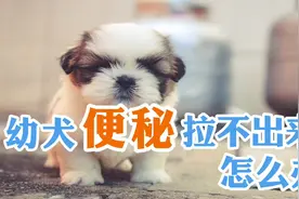 幼犬便秘拉不出来怎么办视频封面