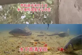 带钩调平水钓两目，水下鱼吃饵是什么状态视频封面