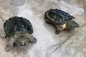 爸爸修水龙头😄#大鳄龟 #鳄龟 #鳄龟霸气无敌视频封面