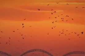 万只红嘴鸥聚会松花江#治愈系风景 #生活碎片 #保护鸟类视频封面