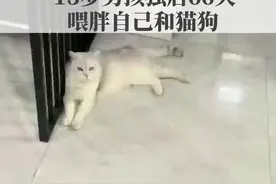 5月6日，江苏苏州，因为疫情，13岁的儿子独自在家中待了66天，上网课写作业的同时，还将宠物猫狗照顾得特别好。视频封面