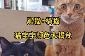 真是是万万没想到啊，本想以颜色给猫宝宝命名的我竟然说不出话来了#小奶猫的成长日记 #猫咪生宝宝 #猫咪颜色 视频封面