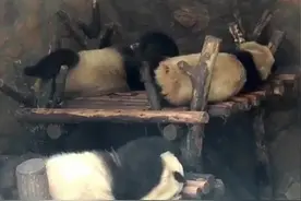 “粪物利用”，#大熊猫 的粪便不仅闻着香还能造纸，没想到吧！不愧是我国的#国宝 到处都是宝。#永善融媒 视频封面