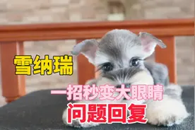 上期雪纳瑞秒变大眼睛的问题回复#雪纳瑞日常 #雪纳瑞
