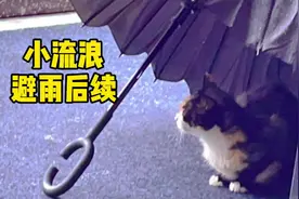 小流浪?避雨后续来咯，原谅监控的渣渣画质 ?#关爱流浪猫视频封面