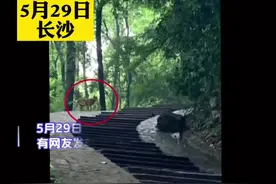 #网友发帖称长沙岳麓山上有狼 昨天有网友在社交媒体上发帖，称岳麓山上有野狼出没。网友担心游玩安全，帮助记者实地进行调查…#湖南dou知道 #野生动物视频封面