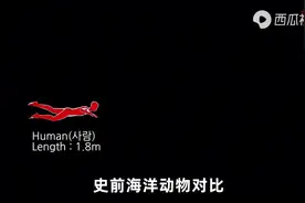 史前海洋动物大小对比，还有#梅尔维尔鲸、#巨齿鲨