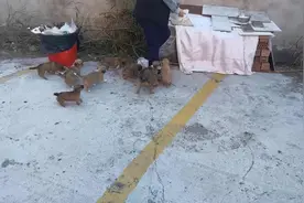 流浪狗送来的小奶狗们后续来了 毛孩子们断奶进食了视频封面