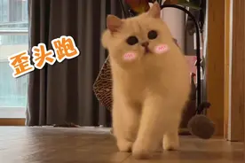 晚晚：抓个破窗帘就凶我，是不是玩不起！给你买10条视频封面