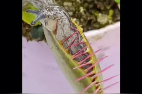 这个视频出乎我的意料 ，原来食人花也有克星 。视频封面