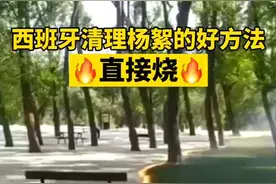 #清理杨絮的好办法 是不是出乎意料？这是西班牙某公园的硬核办法，但不适用于所有情况哦，请大家不要模仿。视频封面