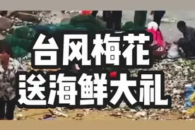 9月16日山东青岛，梅花台风过后退潮，海滩上出现了大量的海鲜