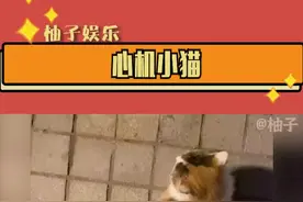 #猫咪：你走开你走开！只有我可以得到摸摸！视频封面