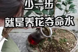 茶叶水浇花？少了这一步，就会成为养花夺命水#防疫生活志#植物 @抖音短视频视频封面