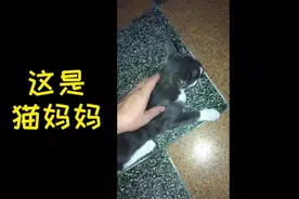 英短蓝白和暹罗混血的小混血，混血二代#混血猫#英短