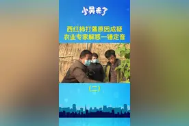 西红柿打蔫原因成疑，农业专家解惑一锤定音（二）视频封面