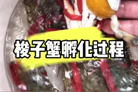 梭子蟹孵化过程