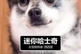 迷你哈士奇为什么这么贵 #宠物知识 #科普 #哈士奇视频封面