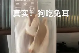 兔兔这么可爱，为什么要吃兔耳朵！ 朋友送的兔耳朵，仔仔很喜欢