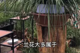 兰花属于国家一级保护植物！#家庭养花 #花卉绿植 #农业种植 #兰花 #三农好物节 #农业 #花卉视频封面