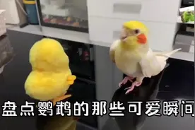 鹦鹉的可爱瞬间#神奇动物在抖音 #动物搞笑视频 #呆萌可爱视频封面