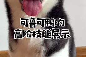 这样随叫随到不拆家的哈士奇，你想拥有吗？#萌宠高阶技能挑战#萌宠出道计划 #哈士奇视频封面