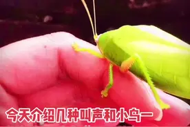 介绍几种新鲜的鸣虫“贯脉菱螽，巨拟叶螽，素背肘隆螽”#鸣虫文化 #抖音小助手 #天津视频封面