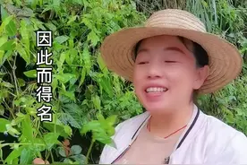 鸭跖草，又名痰火草，有什么妙用，请在评论区留言！#新农人计划2021 #略阳植物志 