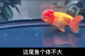 第五届中国金鱼大赛，全场总冠军，王字虎头金鱼。薄䚡高头，背平尾顺，顶茸隐现‘王’字。#观赏鱼 #金鱼 视频封面