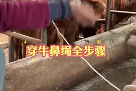 #新农人计划 #养牛人 #养牛技术#来抖音学农技 这样一个人轻松穿牛鼻绳
