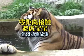 零距离接触东北虎宝宝，它们像不像大猫咪呢？#万物皆有灵性视频封面