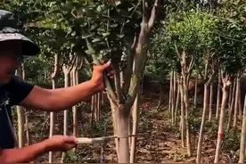 6🈷️是嫁接紫薇花的好时节，你学会了吗