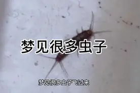 #周公解梦 梦见很多虫子视频封面