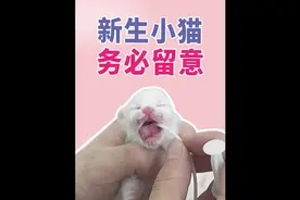 新生小猫八小时喝不到奶会饿死-胃管喂奶教学 #奶猫 #新手养猫视频封面