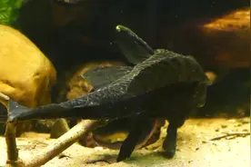 食人鱼吃清道夫吗？将清道夫放入食人鱼群中，一分钟后太意外了！