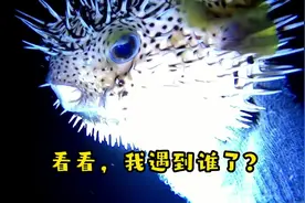 想在世界上混，身上不能没有刺！#西沙群岛 #赶海 #自由潜水渔猎